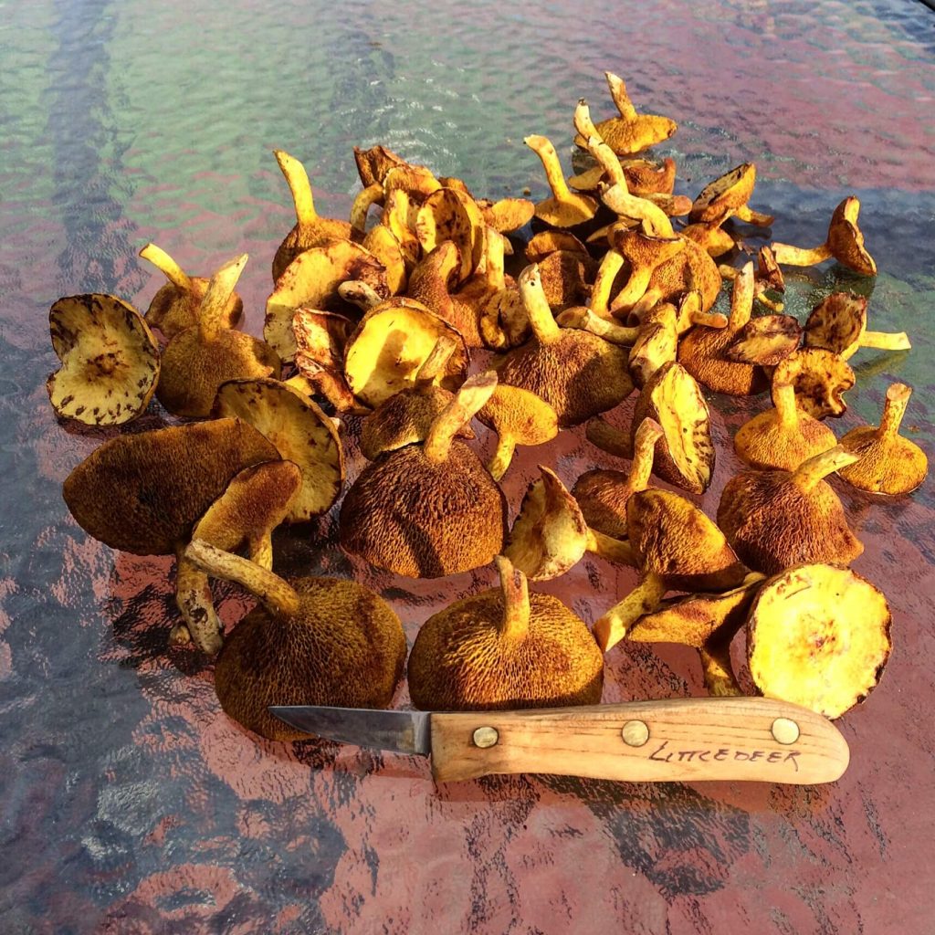 Dried mushrooms